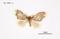 藏品(緣黃毒蛾)的圖片